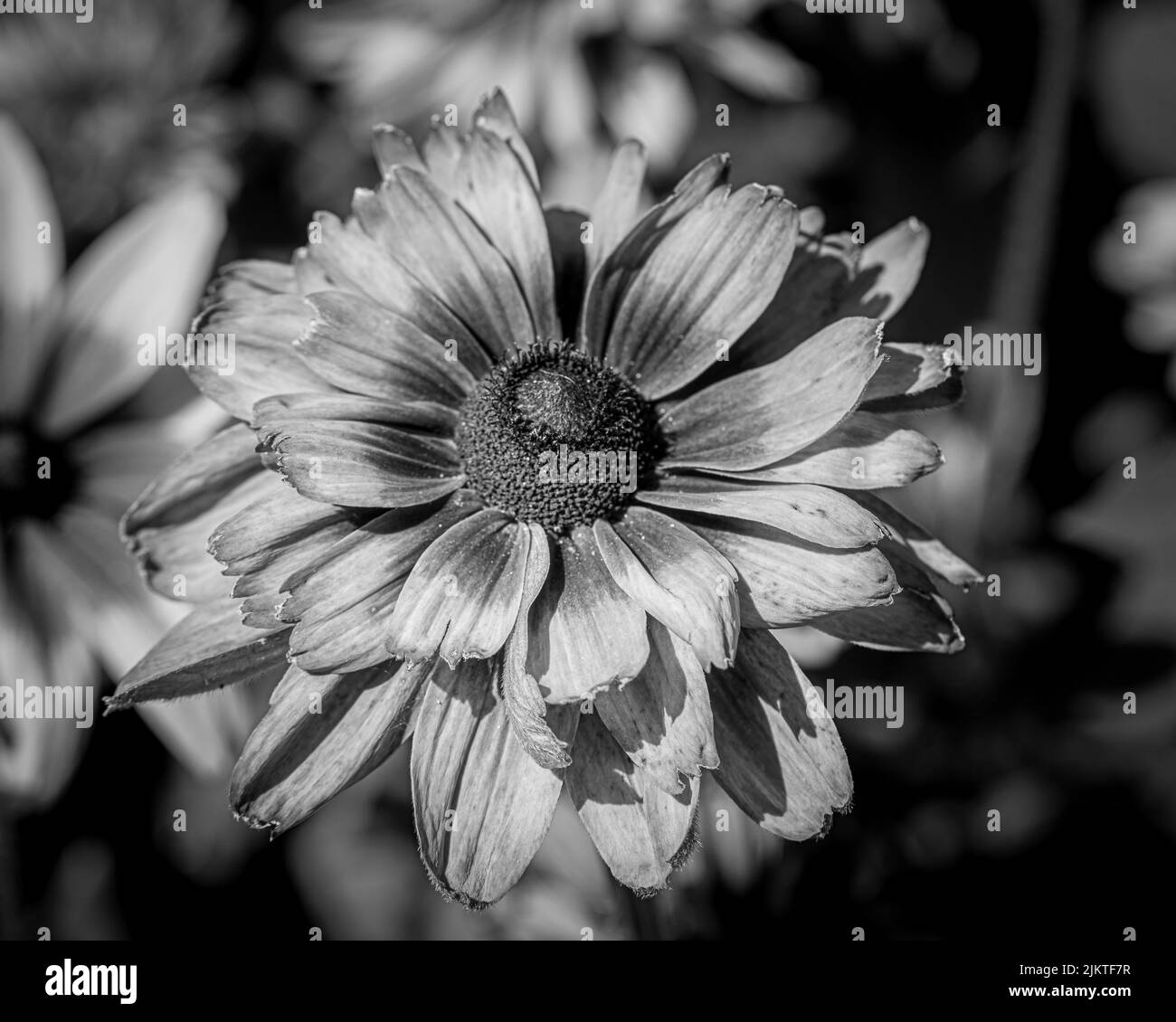Black Eyed Susan Background Black And White Stock Photos Images Alamy black-eyed-susan1-coloring-page