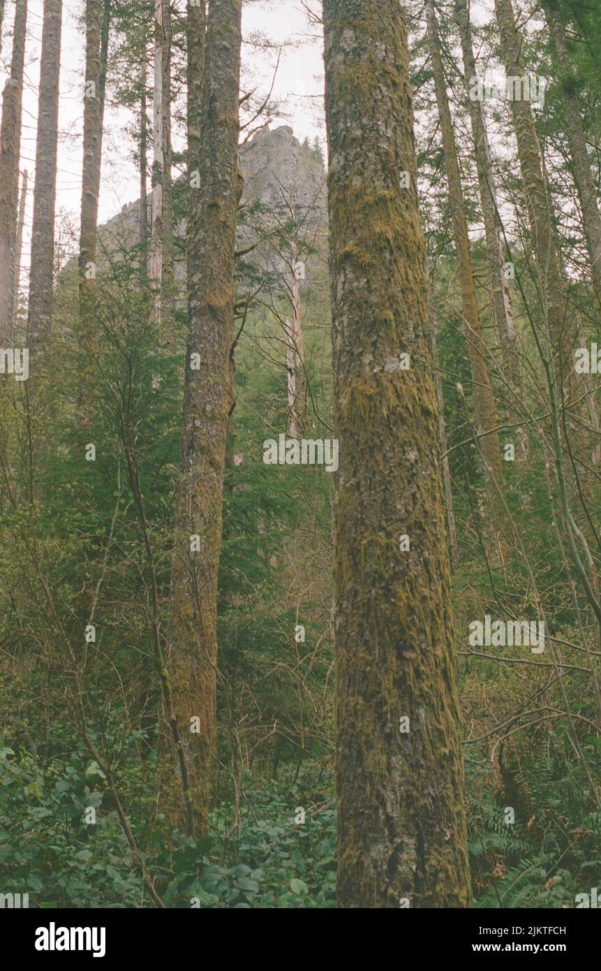 Tall thin trees in forest hi-res stock photography and images - Alamy