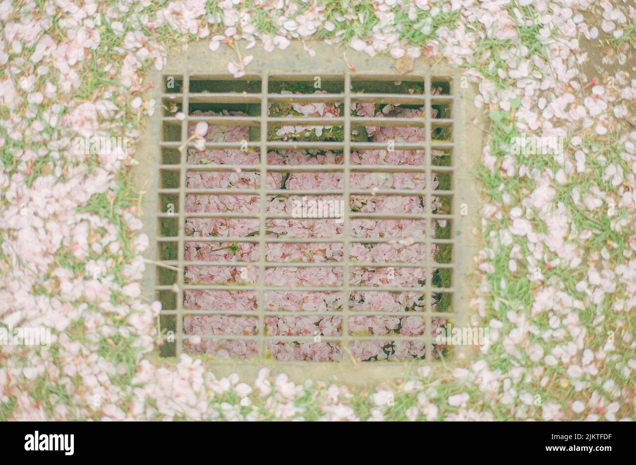 A top view of a drainage with metal grids during cherry blossoms season in University of Washington Stock Photo