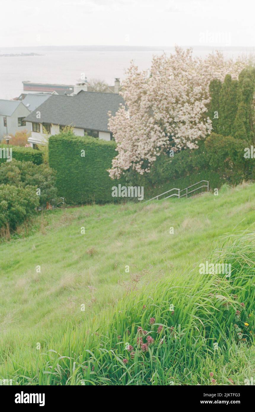 An aerial view of seaside houses surrounded by cherry blossoms and lush