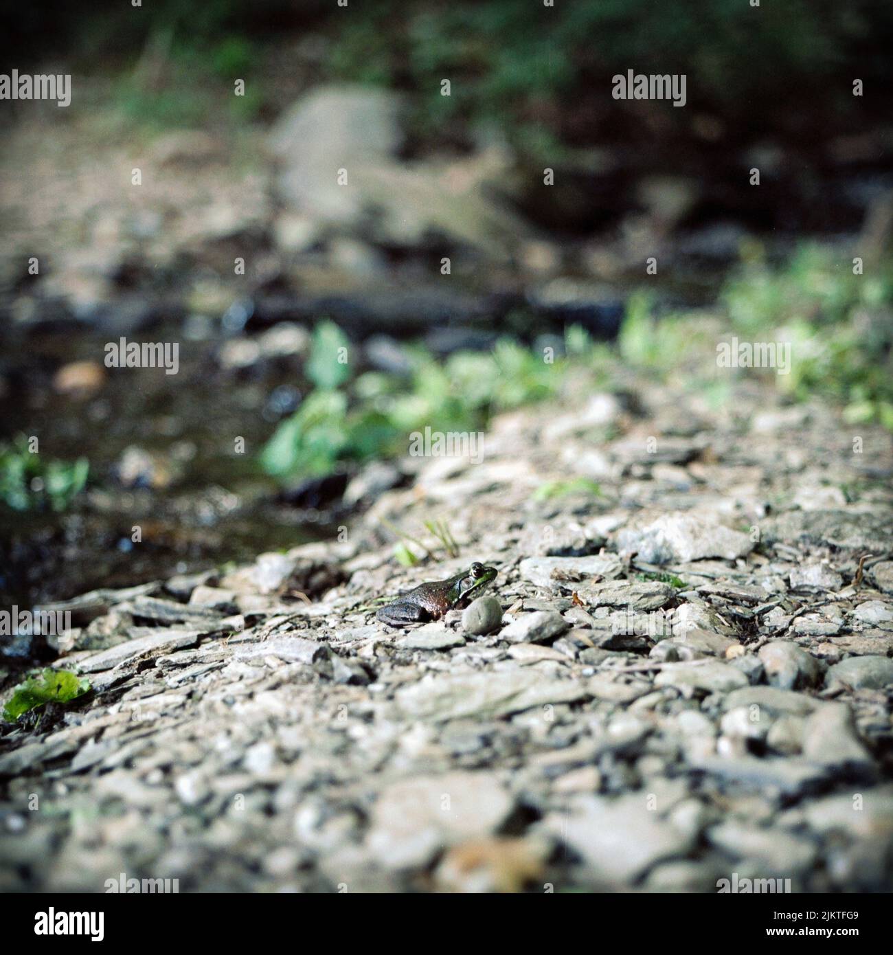 A closeup shot of a tiny frog on a bed of pebbles by the river in a state park Stock Photo