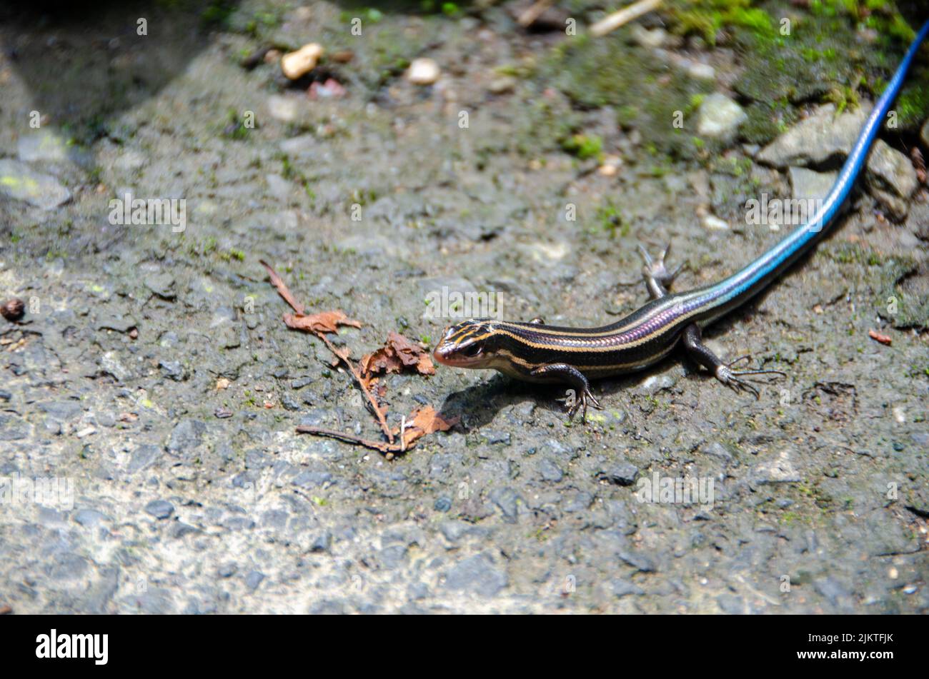 A Western Skink lizard in wilderness Stock Photo