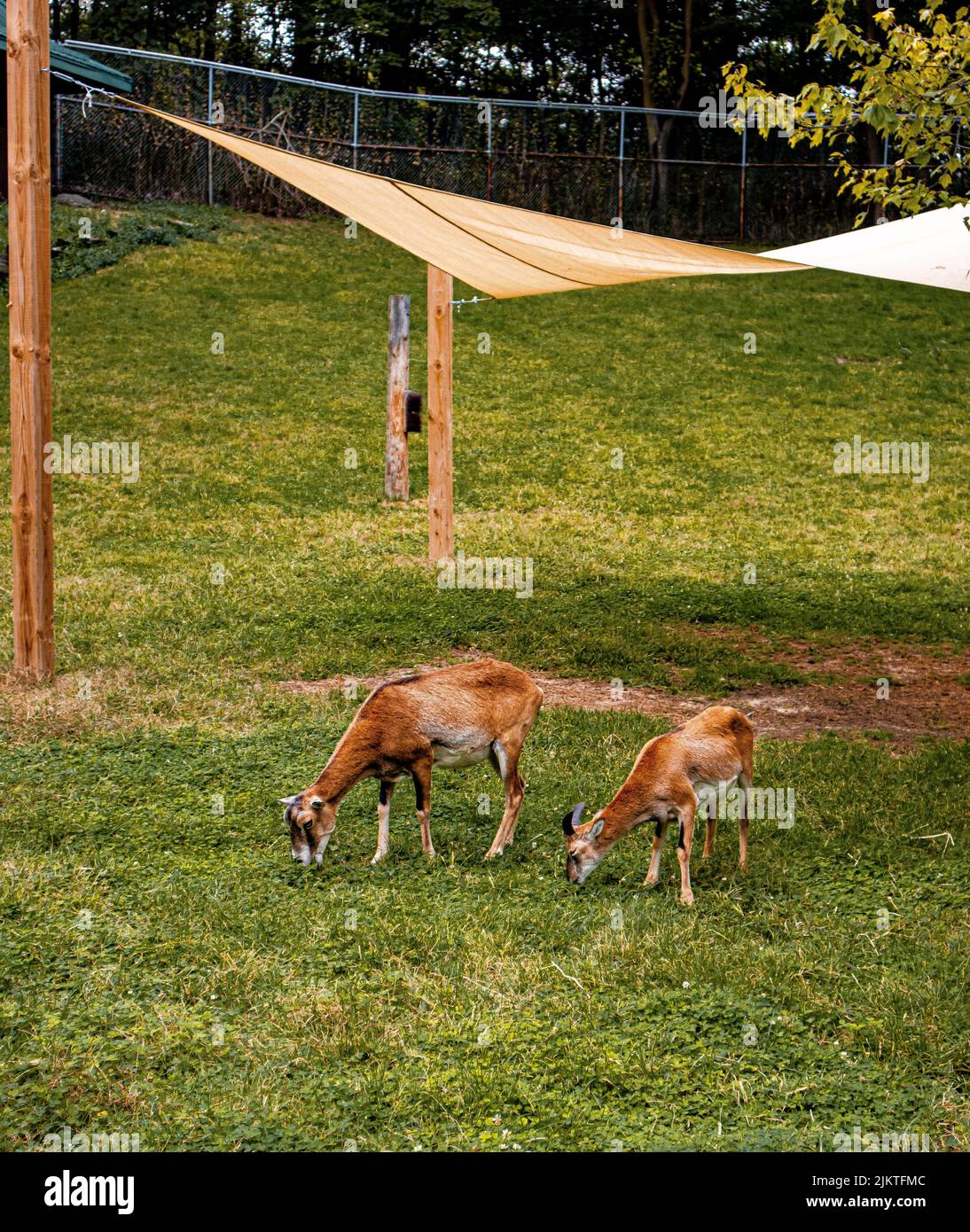 Vertical shot brown in hi res stock photography and images Alamy