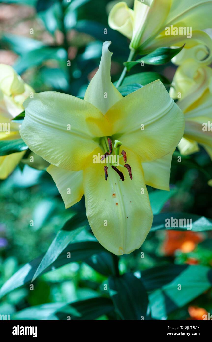 A close up of yellow lily flower Stock Photo