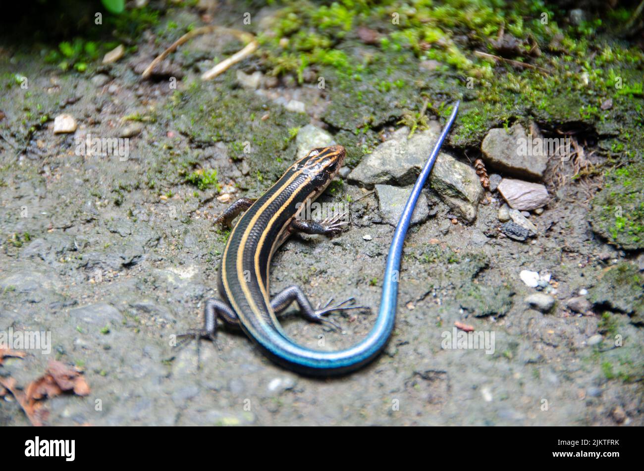 A Western Skink lizard in wilderness Stock Photo