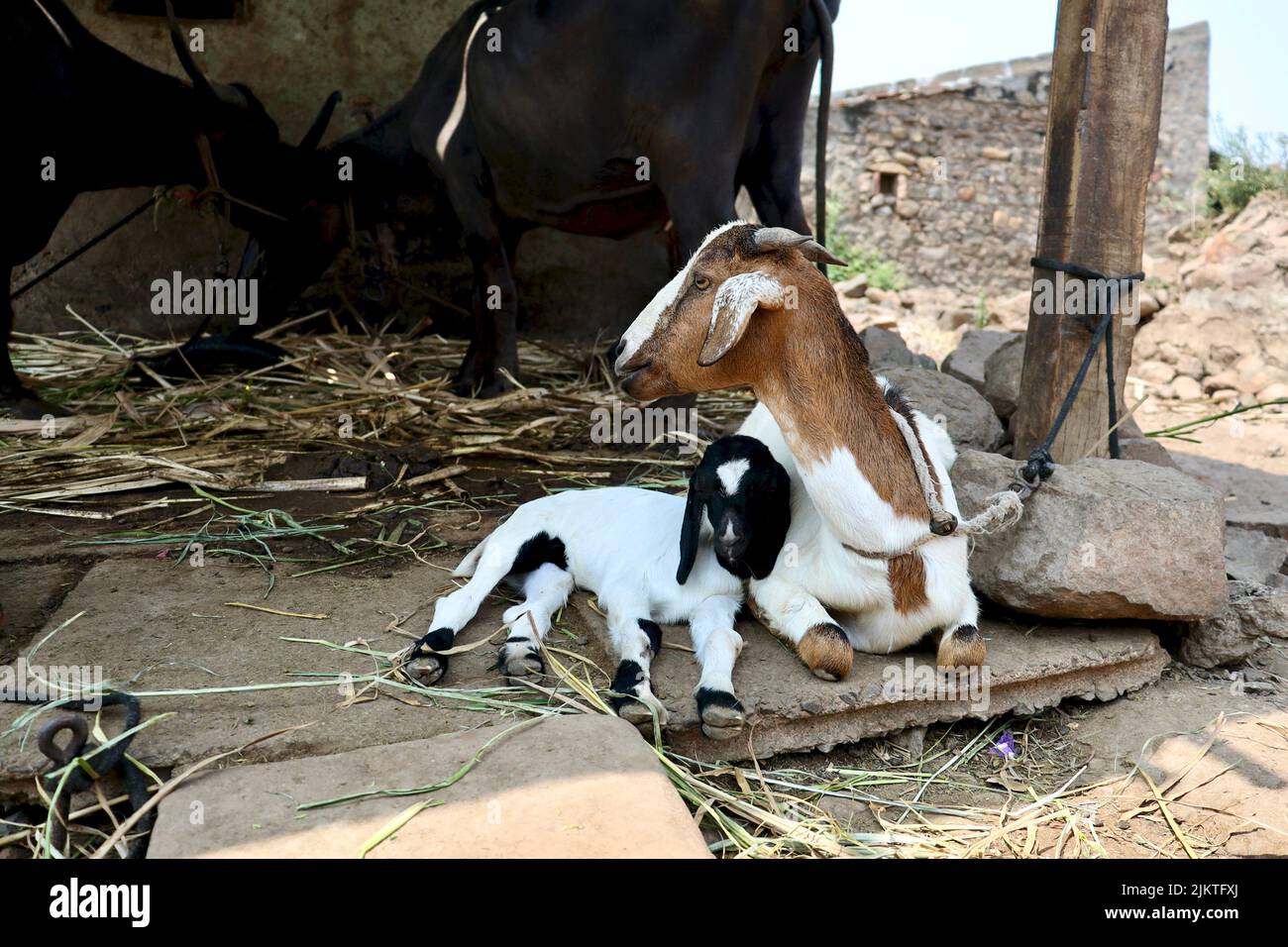 A selective focus of a goat tied in a farmhouse in a village in Belgaum, Karnataka, India. Stock Photo