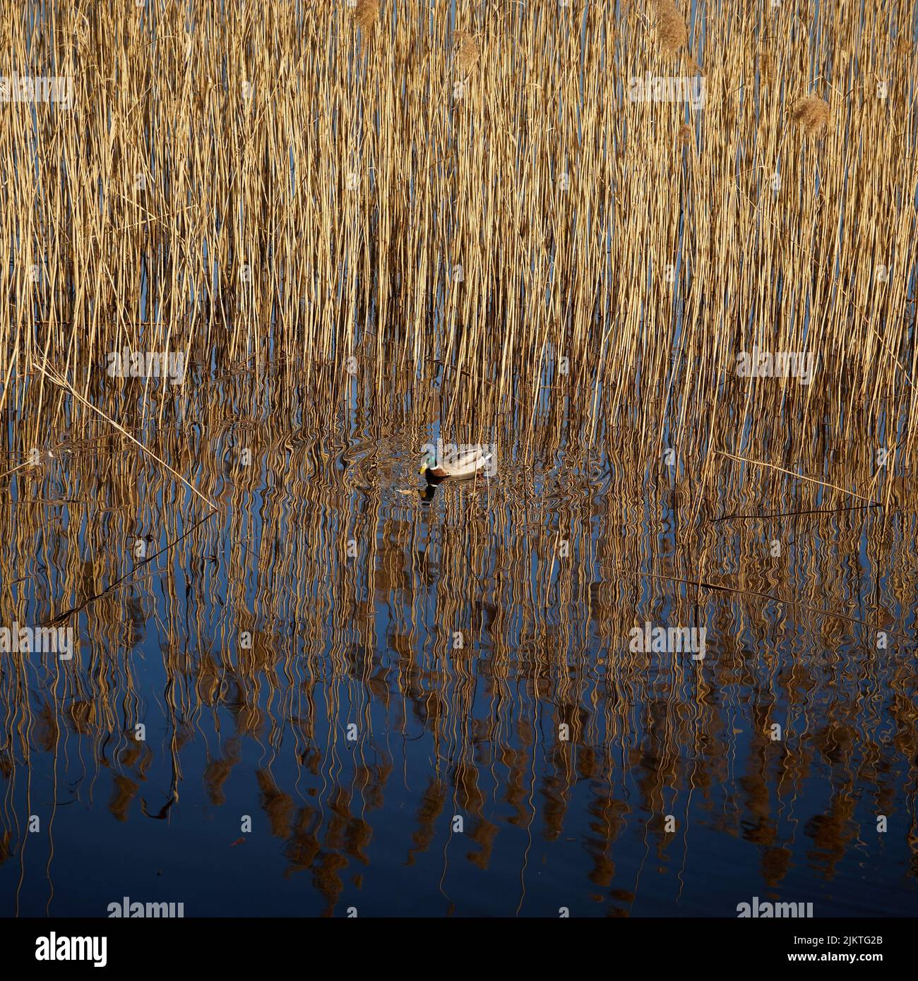 Duck and reeds hi-res stock photography and images - Alamy