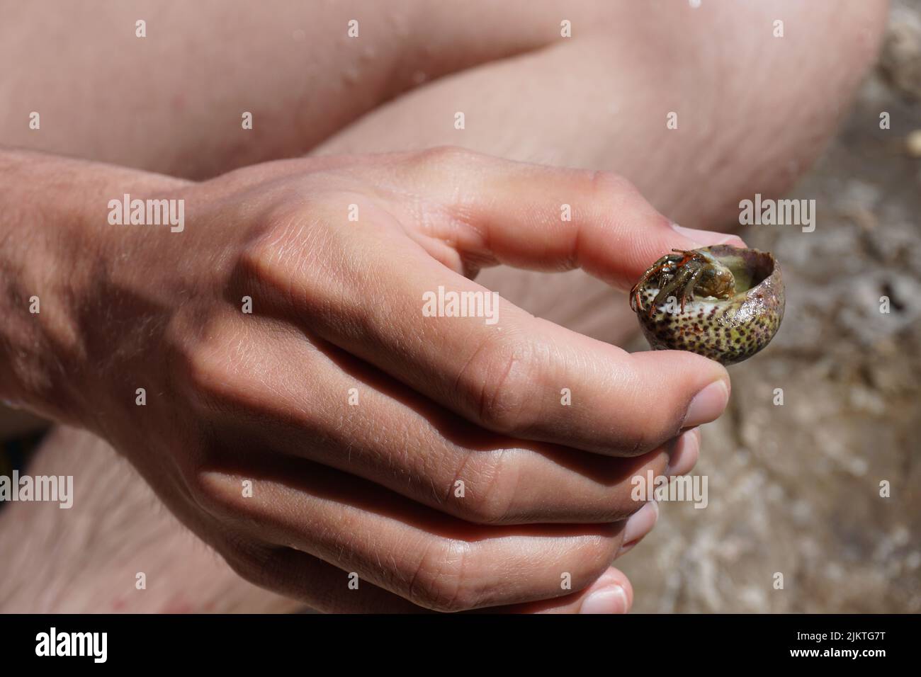 Closeup shot small hermit hi-res stock photography and images - Alamy