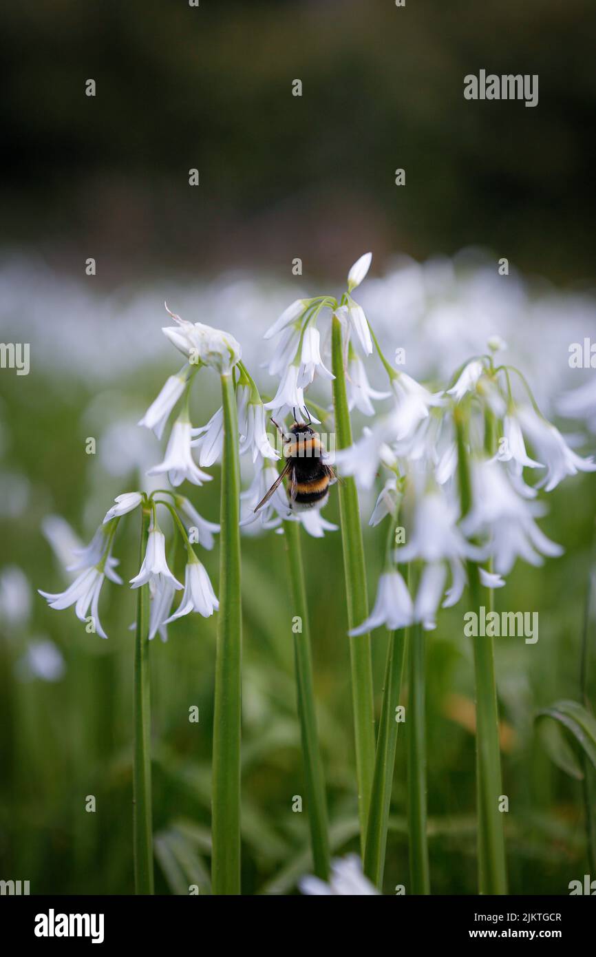 A vertical shot of a bee collecting nectar from white Allium triquetrum flowers Stock Photo
