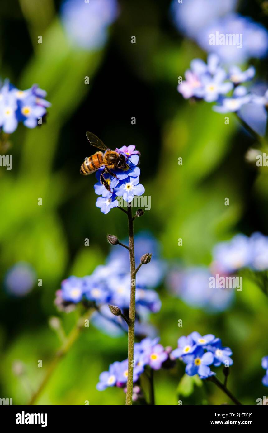 A honey been landing on a forget-me-not flower collecting nectar. Stock Photo