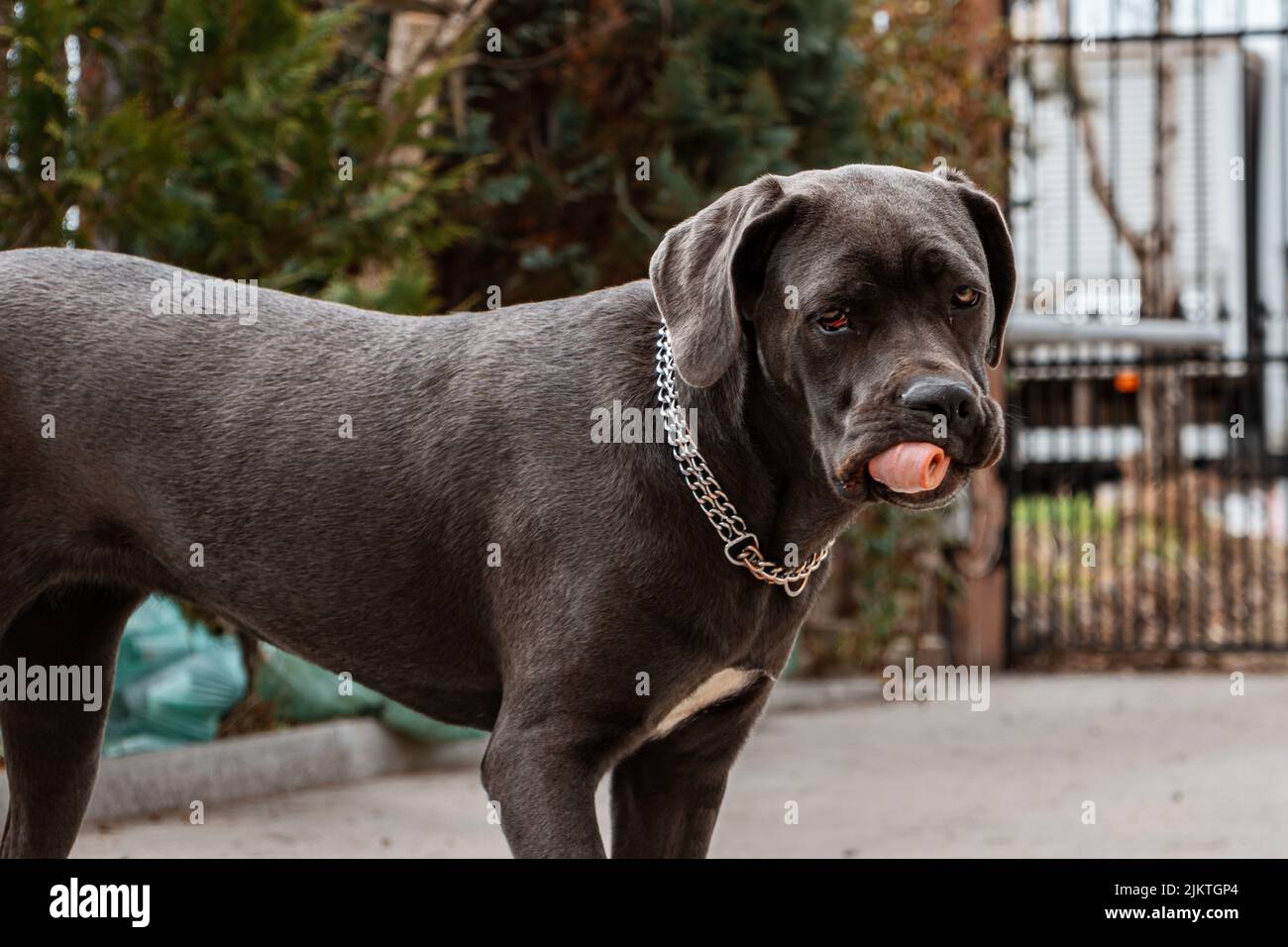 Cane corso tongue hires stock photography and images Alamy