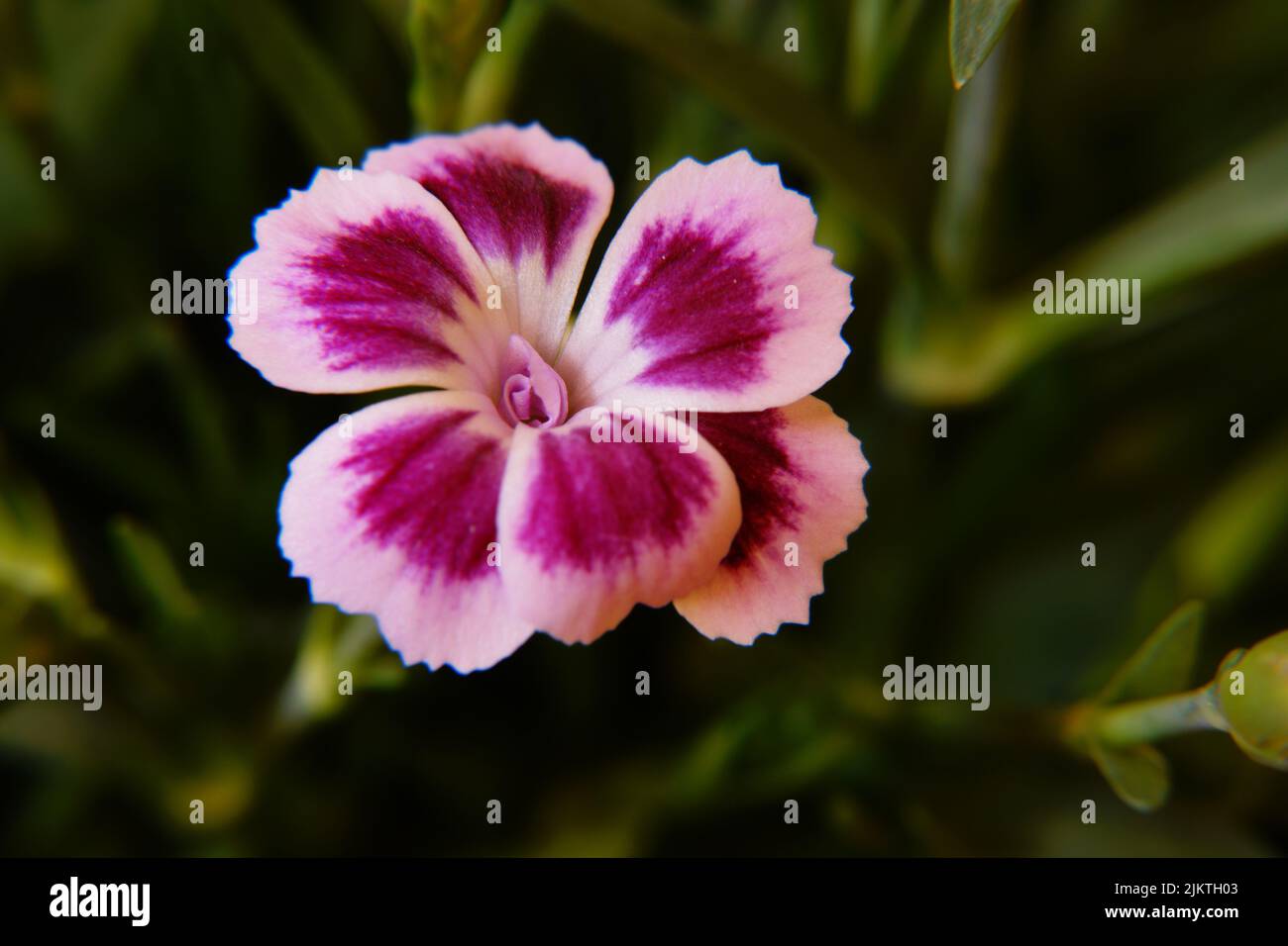A macro shot of clove pink flower (Dianthus caryophyllus) Stock Photo