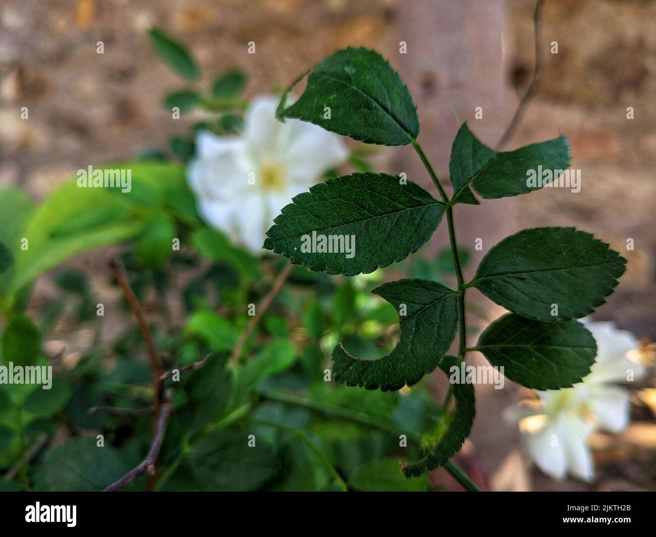 Close detail closeup flower hi-res stock photography and images - Alamy