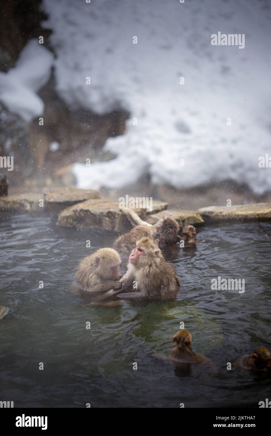 a vertical shot of monkeys swimming in water Stock Photo