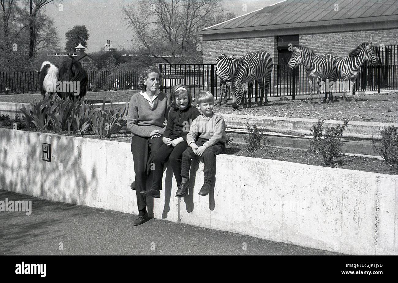 1960, historical, a mother with her two young children sitting on a wall near the Zebra enclosure at London Zoo, England, UK. Behind them, a sign on railing  says, Do Not feed the Zebras. Stock Photo