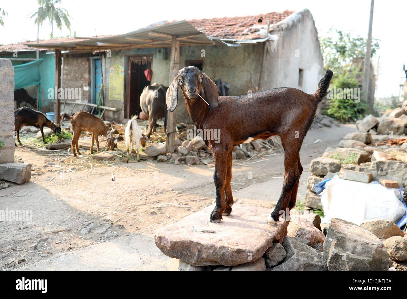 A selective focus of a goat in a farmhouse in a village in Belgaum, Karnataka, India. Stock Photo