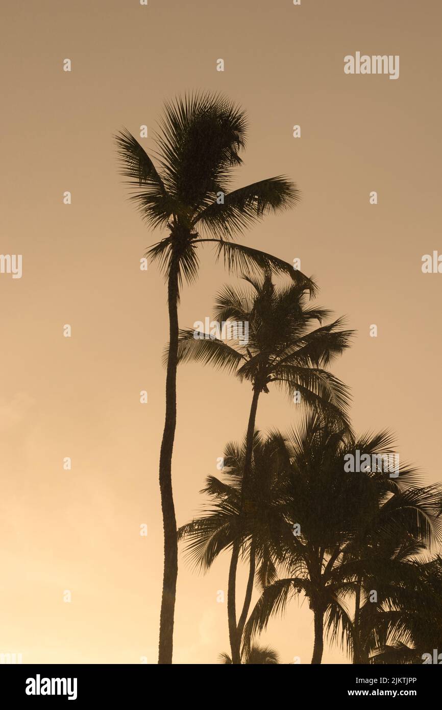 A low-angle shot of sunset sky over the palm trees in summer Stock Photo