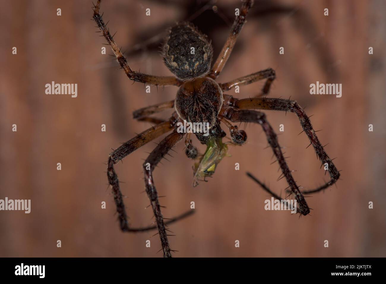 A macro shot of a barn funnel weaver (tegenaria domestica) hanging upside down on a blurred background Stock Photo