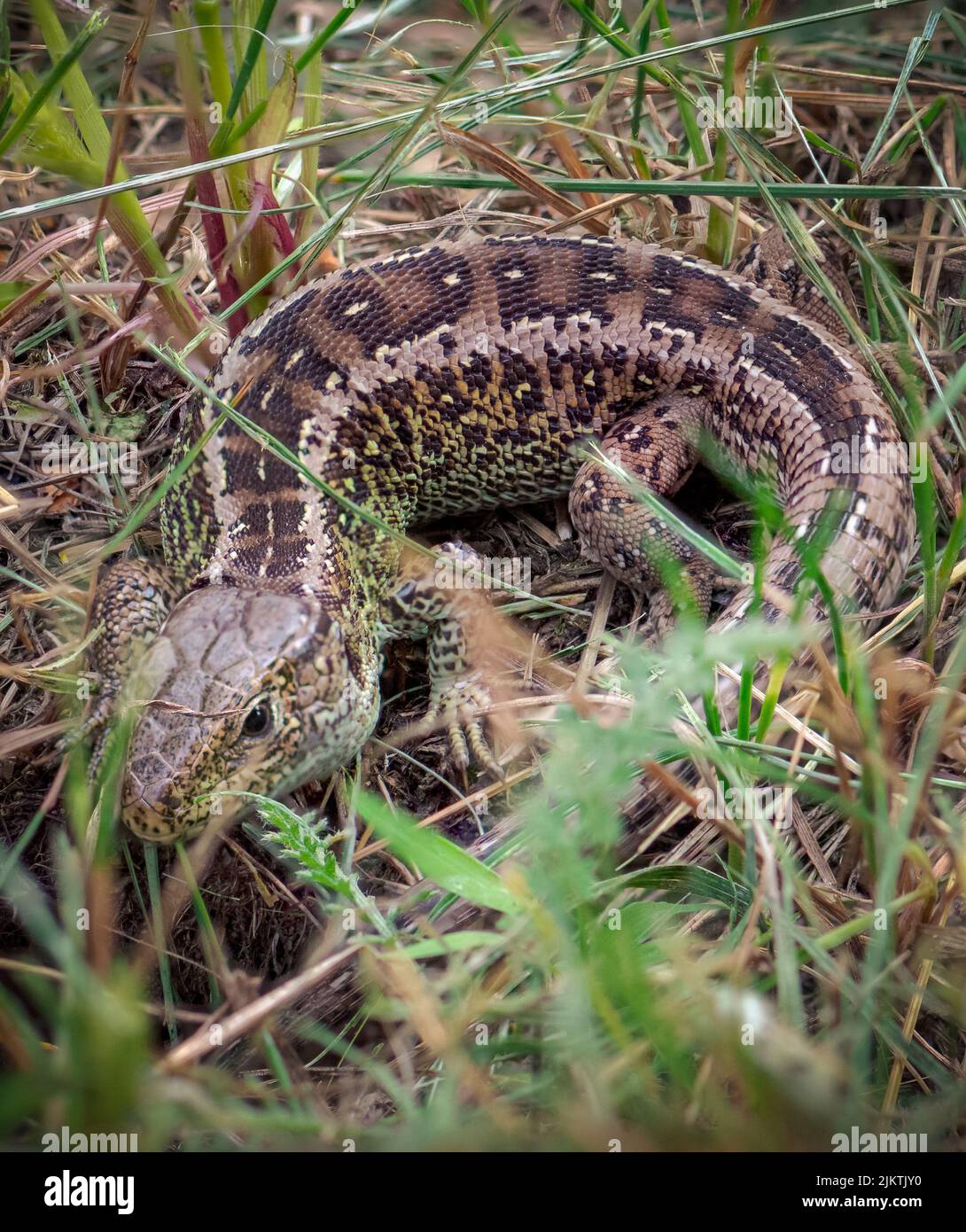 A vertical shot of a sand lizard on the grass in its natural habitat Stock Photo