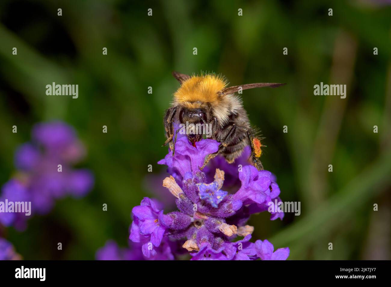 A closeup shot of bumblebee sipping nectar from a purple Lavandula flower Stock Photo