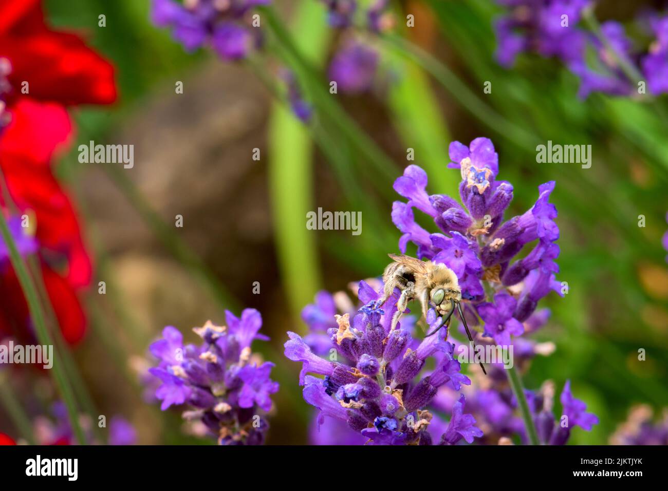 A closeup shot of bee sipping nectar from a purple Lavandula flower Stock Photo