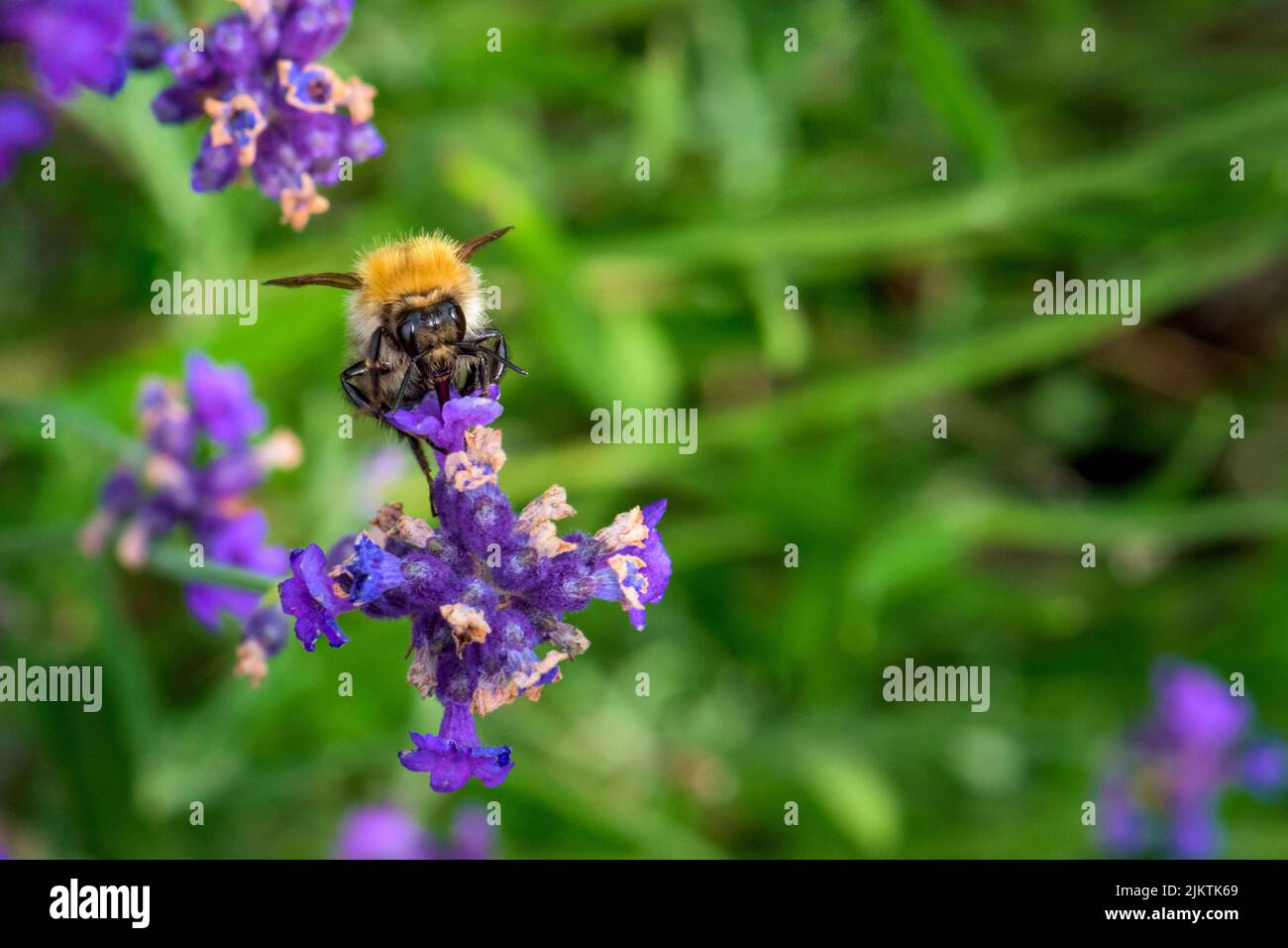 A closeup shot of bumblebee sipping nectar from a purple Lavandula flower Stock Photo