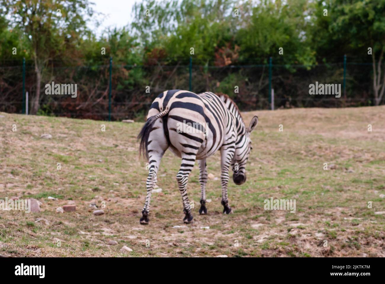A zebra walking in its enclosure in the zoo Stock Photo