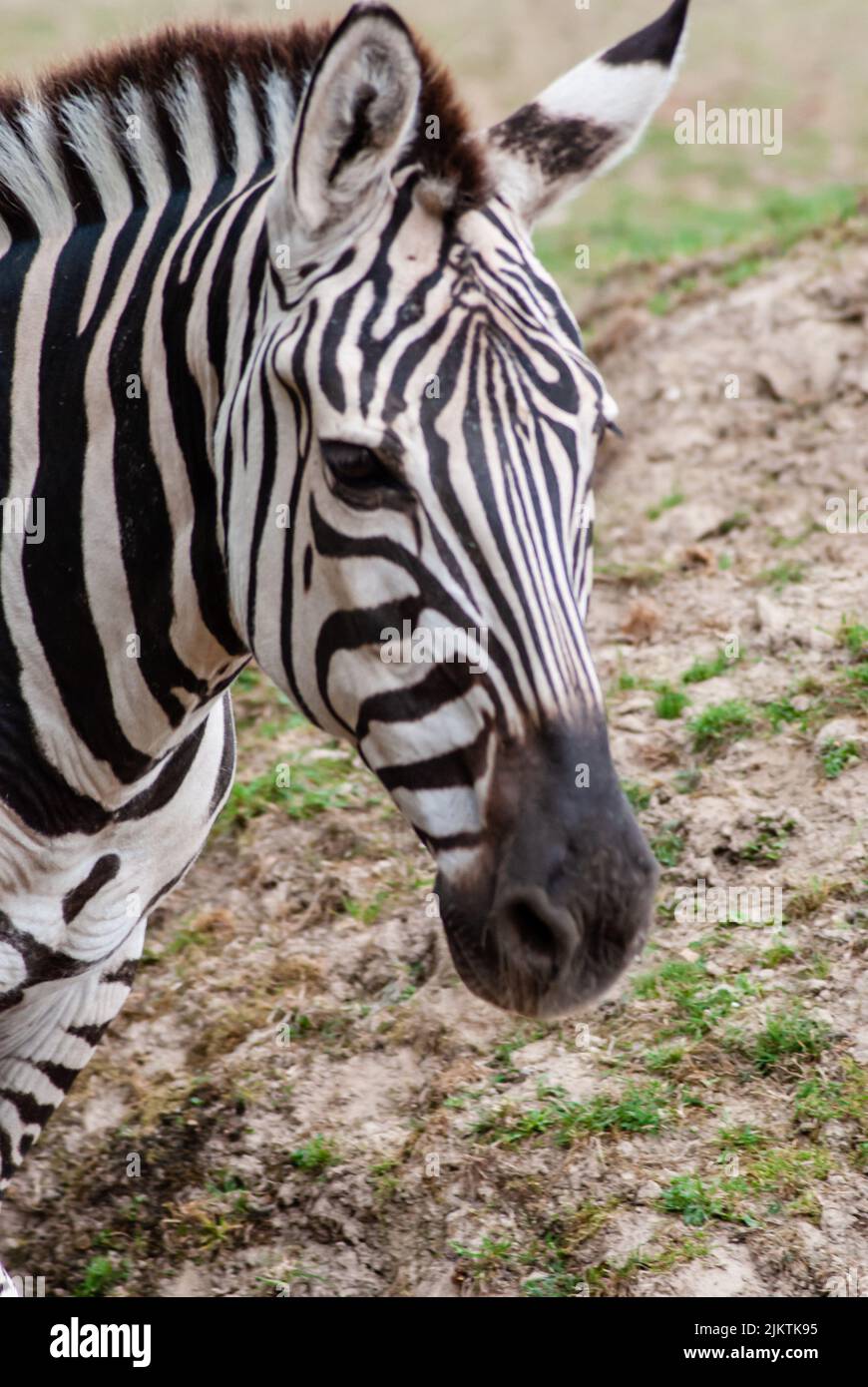 A vertical closeup of a zebra's face Stock Photo