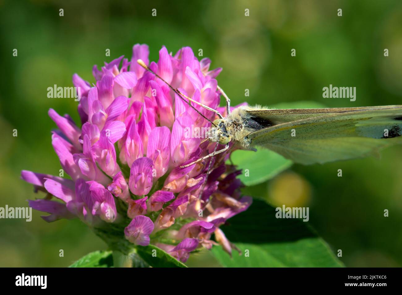 A closeup of the Cabbage white on pink flowers Stock Photo