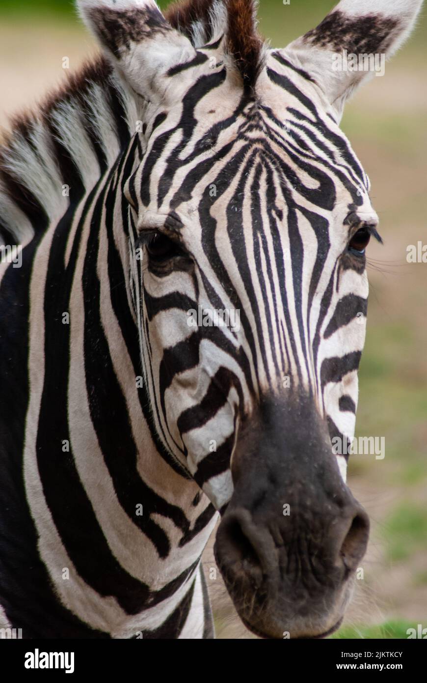 A vertical closeup of a zebra's face looking at the camera Stock Photo