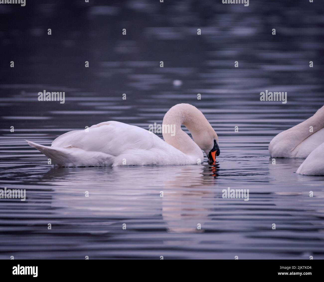 A swan drinking water while swimming in the lake Stock Photo Alamy
