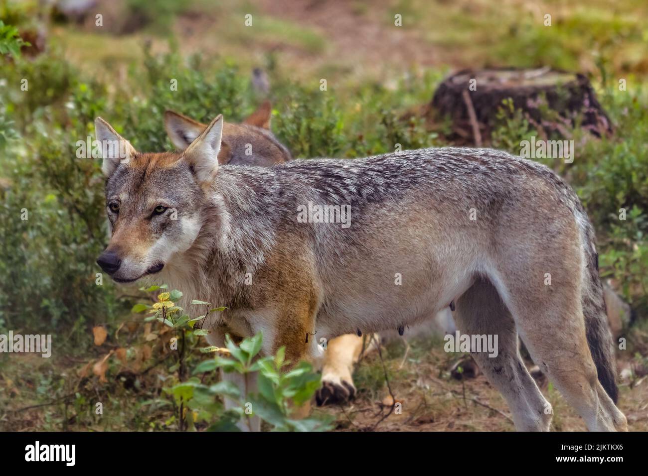 Wolf female attentively in a swedish forest stock photo alamy