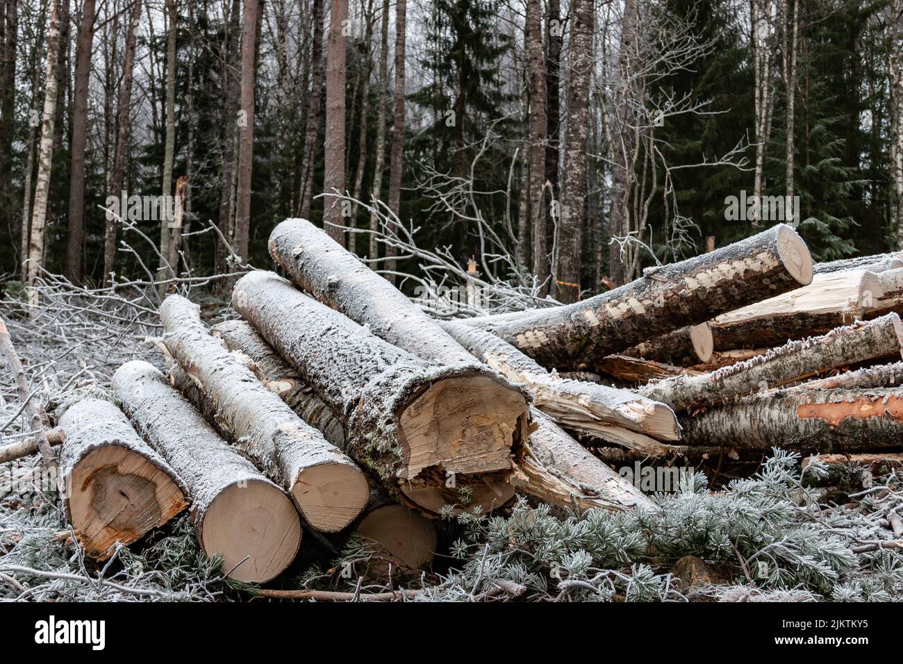 Tree harvester hi-res stock photography and images - Alamy