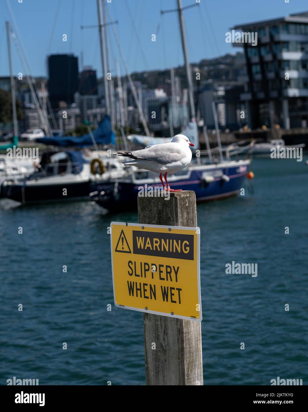 A sign with the warning about slippery when wet and a gull perched on a pole in Oriental Bay, Wellington, New Zealand Stock Photo