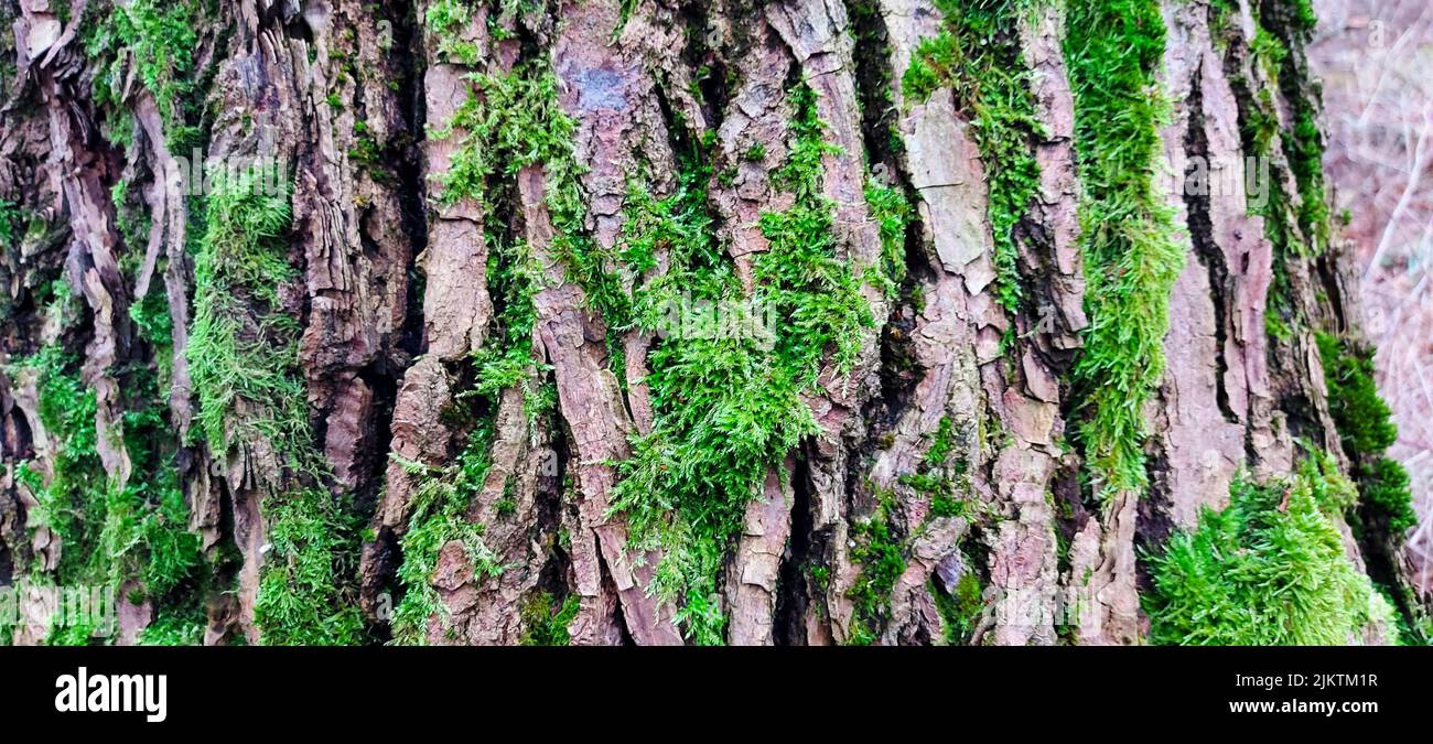 Green moss texture hi-res stock photography and images - Alamy