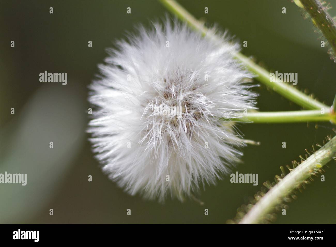Closeup fluffy white dandelion hi-res stock photography and images - Alamy