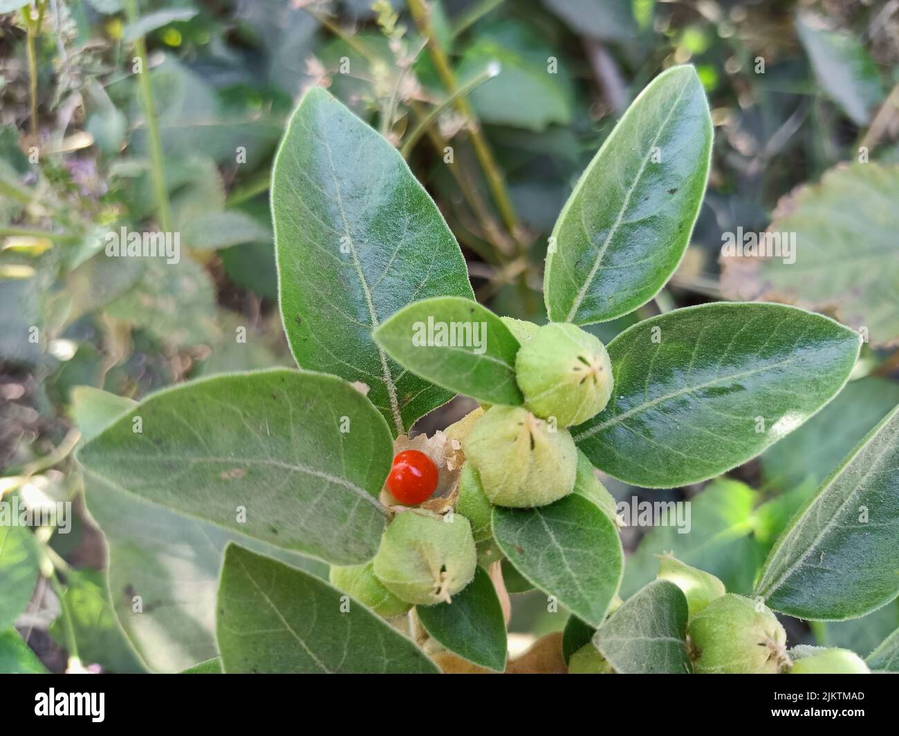 Ashwagandha plant, withania somnifera, poison gooseberry, indian