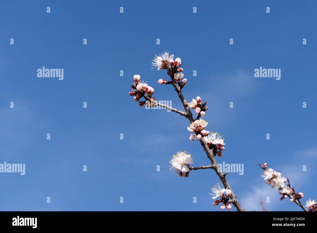 A closeup of the branch of an apricot tree with white flowers against the blue sky. Stock Photo