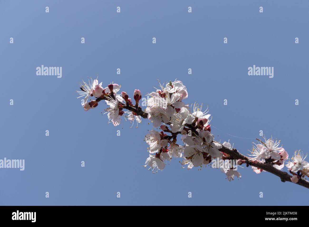A closeup of the branch of an apricot tree with white flowers gainst the blue sky. Stock Photo