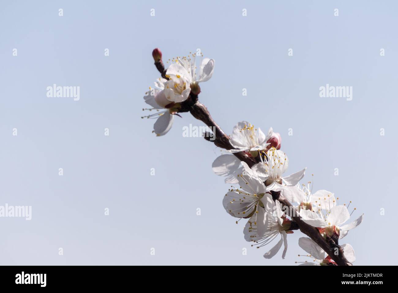 A closeup of the branch of an apricot tree with white flowers against the sky. Stock Photo
