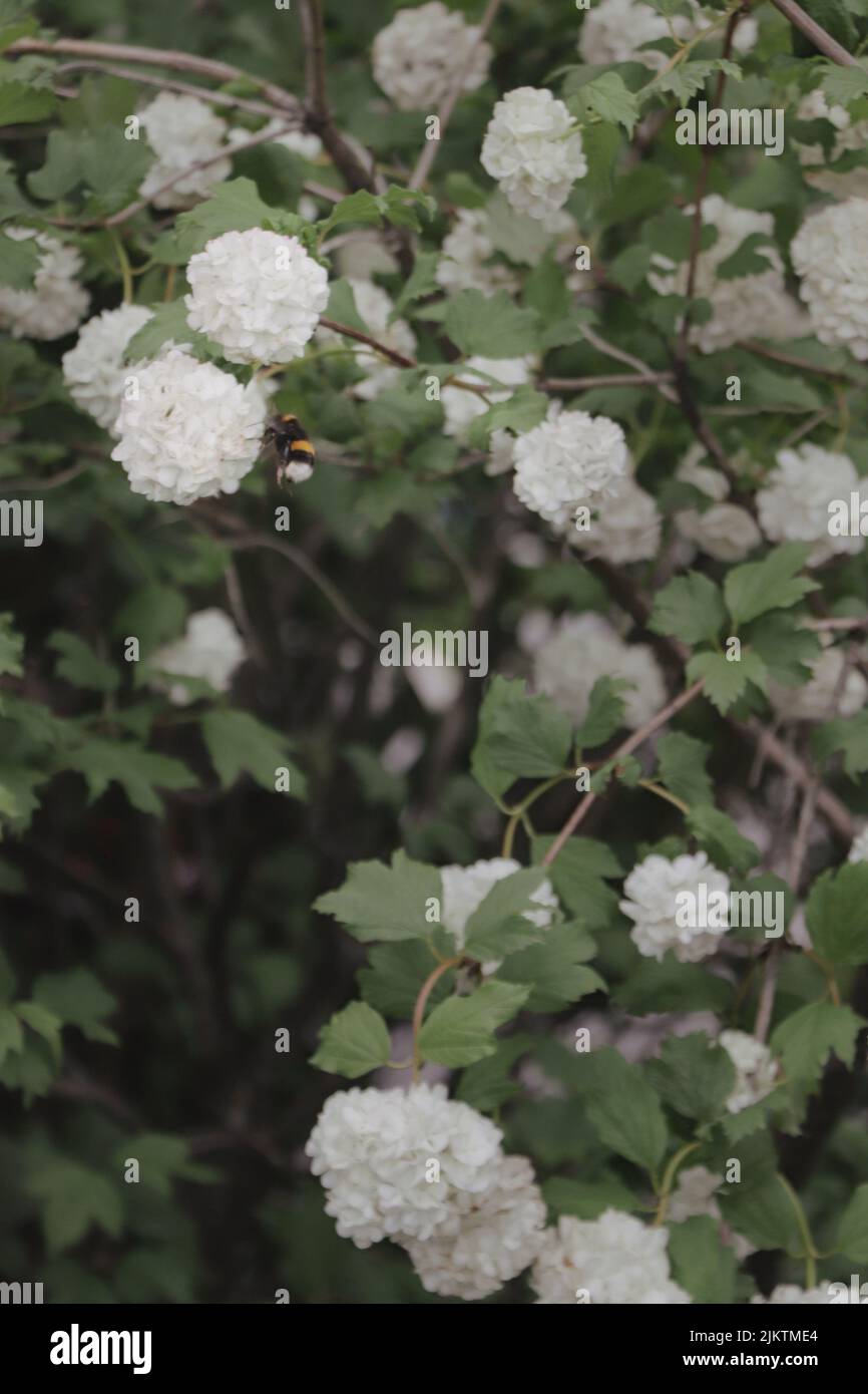Bee on vertical green hi-res stock photography and images - Alamy