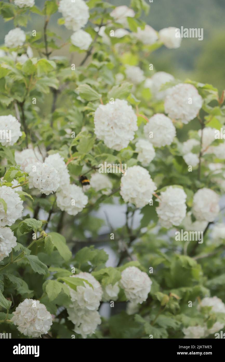 Bee on vertical green hi-res stock photography and images - Alamy
