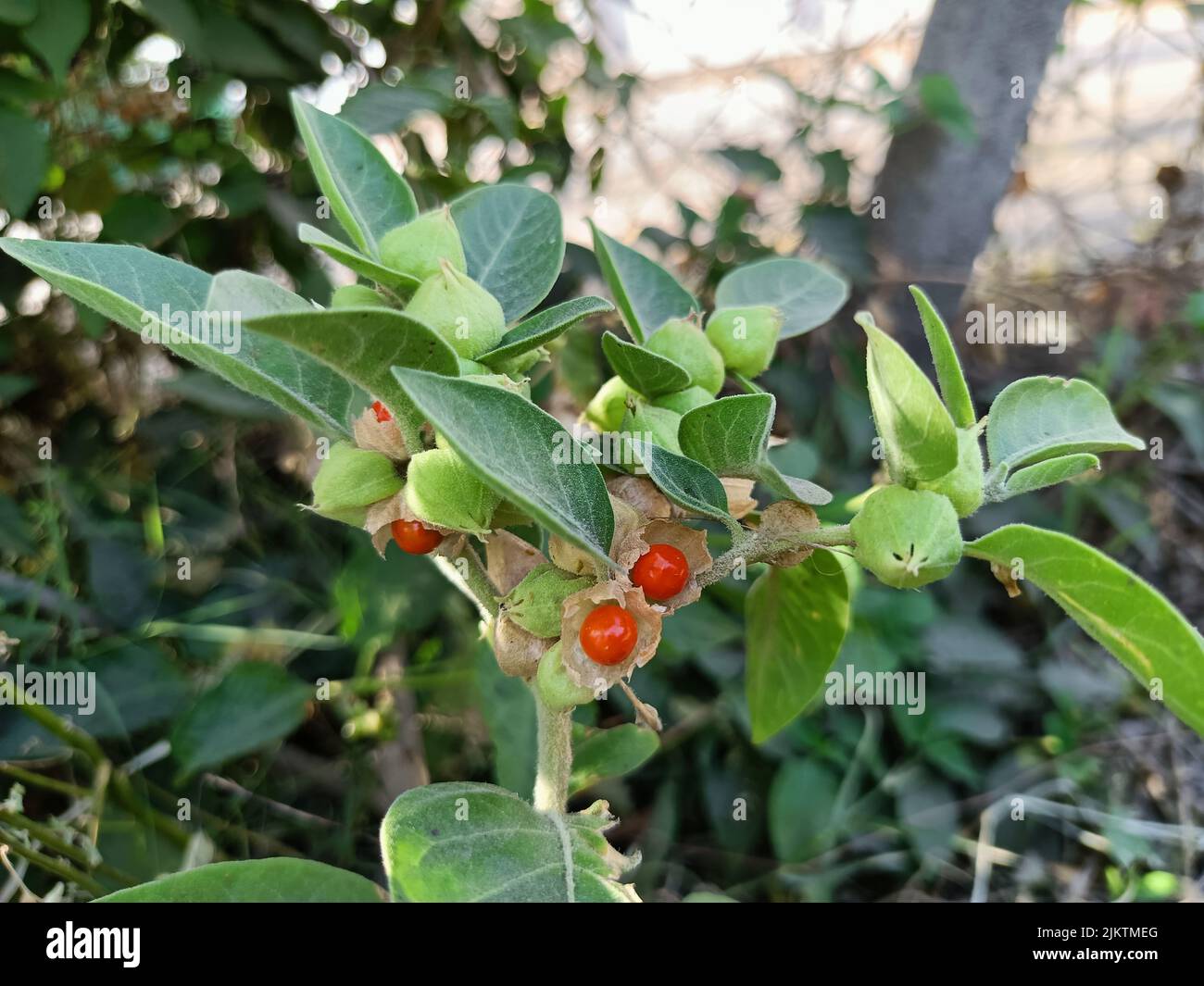 Ashwagandha Green Plants Growing In Garden Withania Somnifera Leaves Indian Ginseng Poison