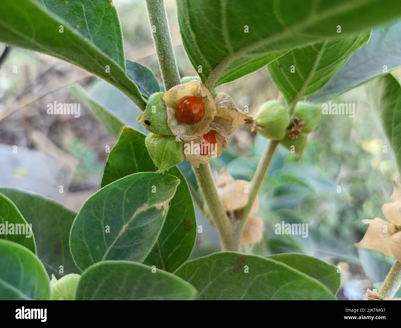 Ashwagandha, withania somnifera, winter cherry, indian gooseberry, poison gooseberry, plant with fruit and leaves, ayurvedic medicine plant or herbal Stock Photo