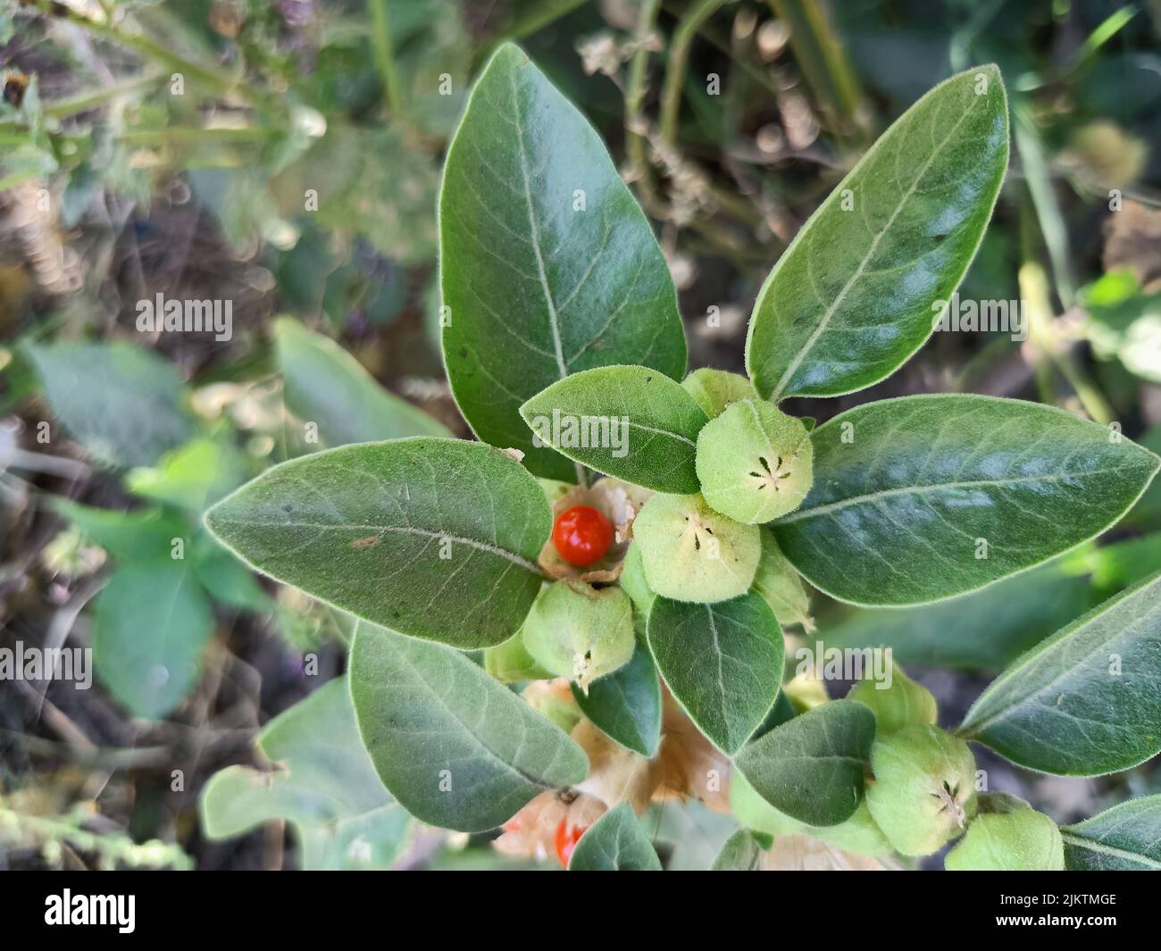 Ashwagandha plant, withania somnifera, poison gooseberry, indian