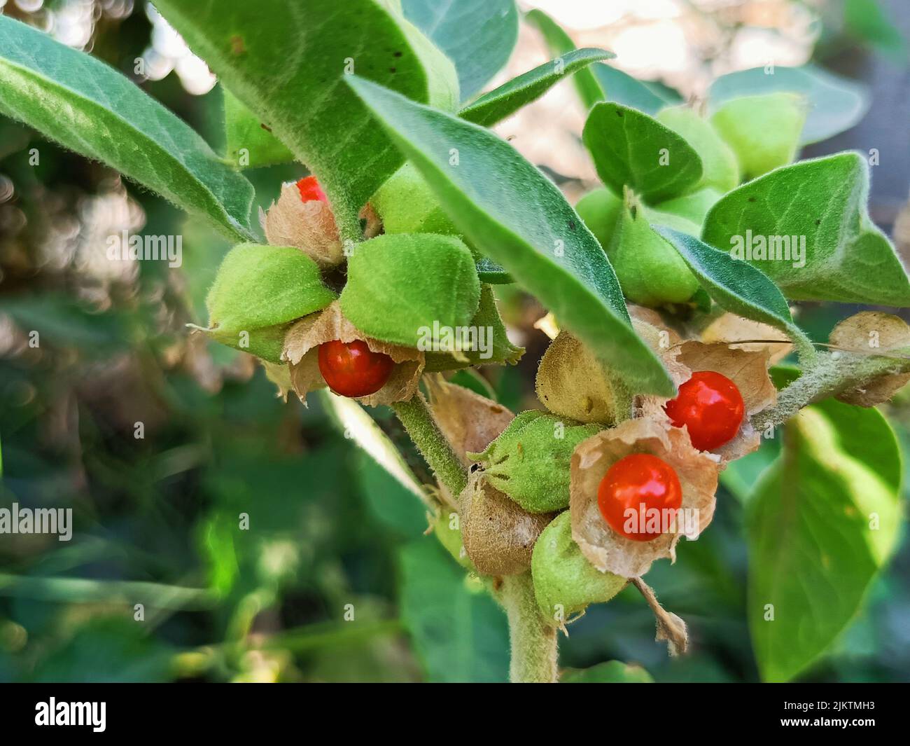 Withania somnifera, ashwagandha plant, winter cherry, indian gooseberry, poison gooseberry plant is used to ayurvedic medicine or herbal medicine Stock Photo