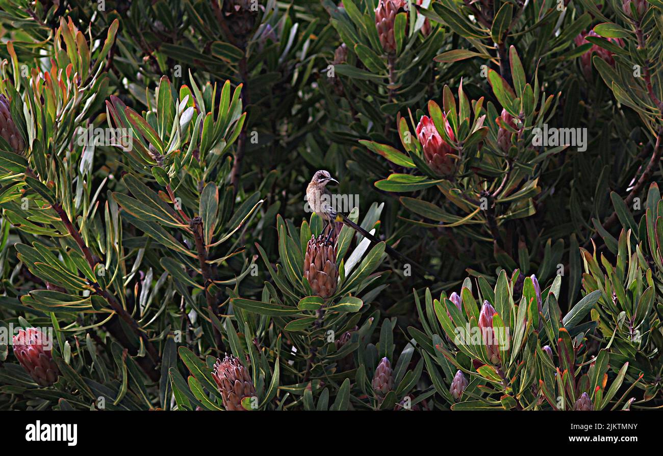 A closeup of a tiny Cape Sugarbird perched on a common sugar bush (Protea caffra) Stock Photo