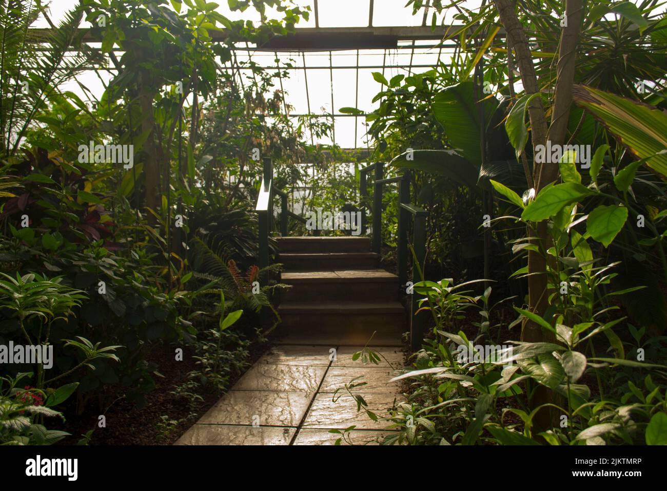 A scenic view of a trail between green plants and trees in a greenhouse Stock Photo