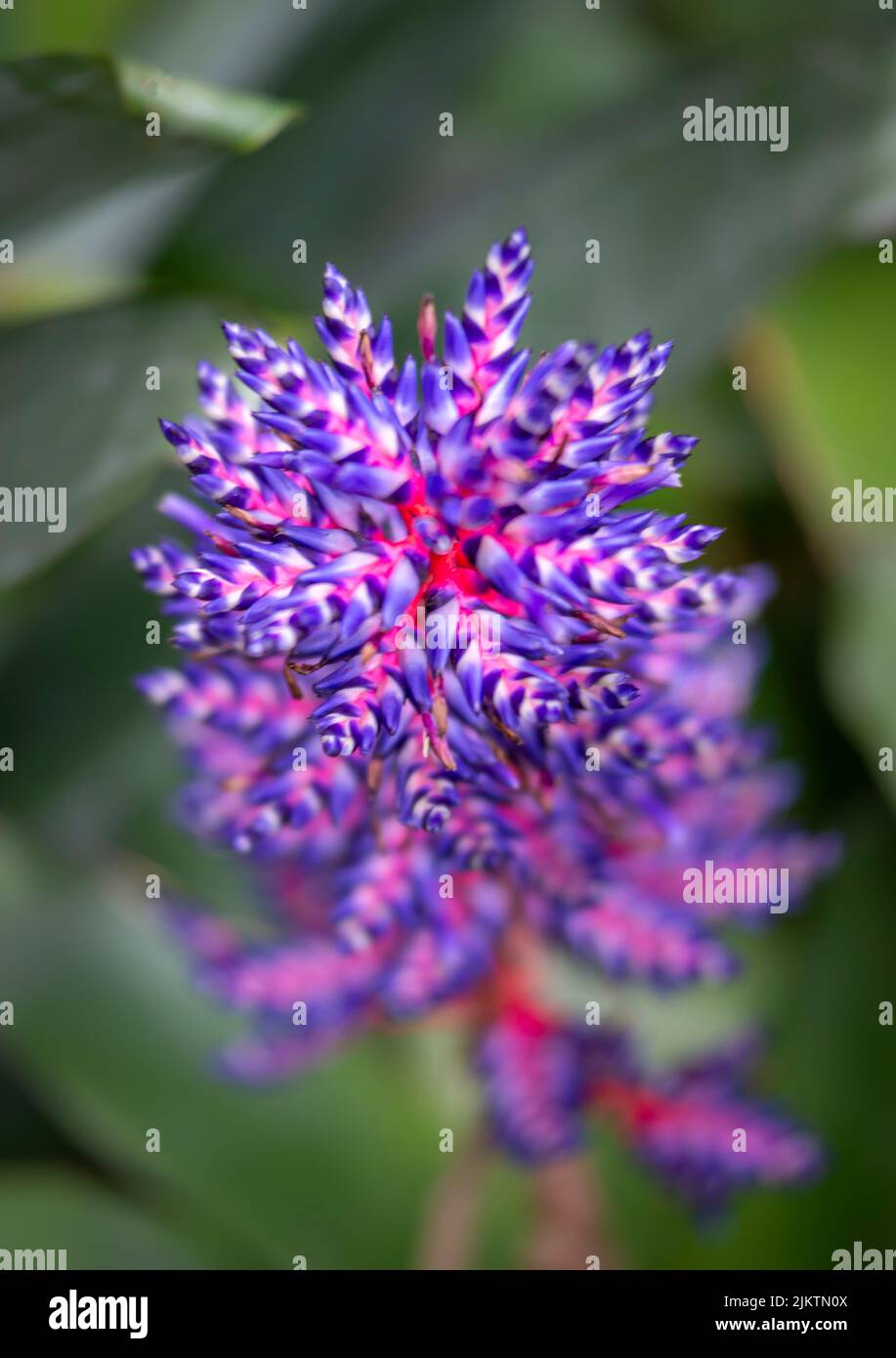 A vertical macro view of purple and pink Aechmea flower against the blurry green leaves Stock Photo