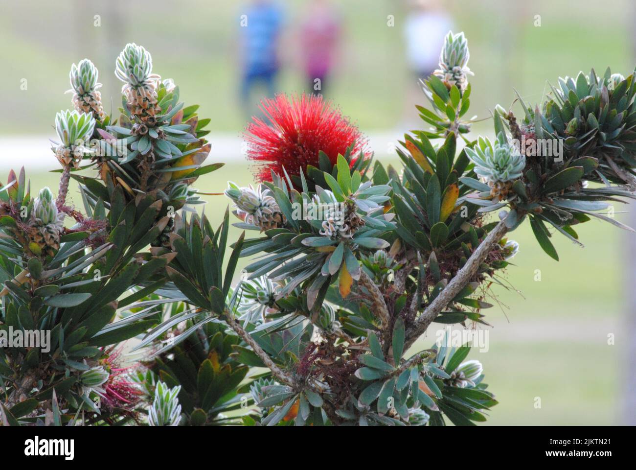 A closeup of a common sugar bush (Protea caffra) with pink flowers in a park Stock Photo
